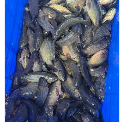 Climbing Perch / Anabas / Vietnam Koi