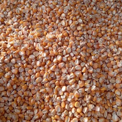 Yellow Corn/Maize by Saubet Global Organic Farm
