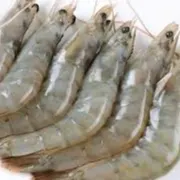 VANNAMEI SHRIMP