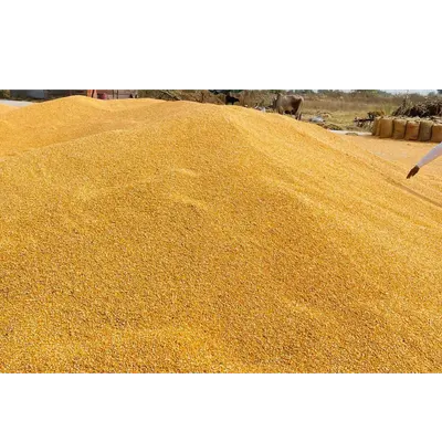 Yellow Maize/Corn GMO and Non GMO - Image 2
