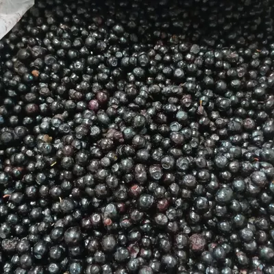 IQF Bluberries, strawberries and other - Image 2