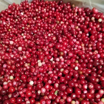 IQF Bluberries, strawberries and other - Image 3