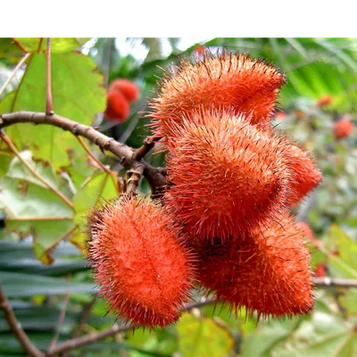 Annatto seeds - Image 2