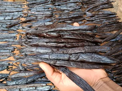 Vanilla beans by REVIN AGRI TRADE