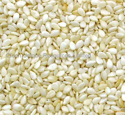 Sesame seed by Haneer Agro Investment