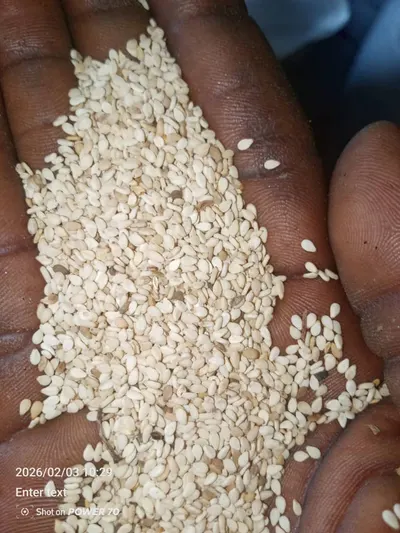 SESAME SEEDS - Image 2