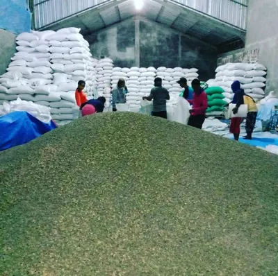 Arabica South Sulawesi - Image 3