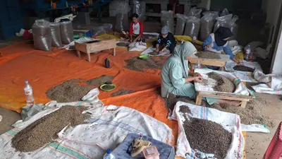 Arabica South Sulawesi - Image 4