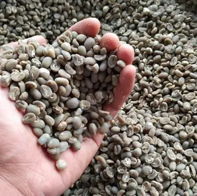 Arabica South Sulawesi - Image 2