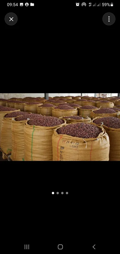 COCOA BEANS