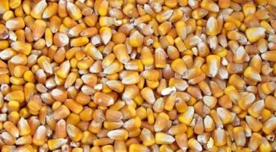 Basmati Rice - Image 2