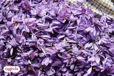 Premium Iranian Saffron - Image 4