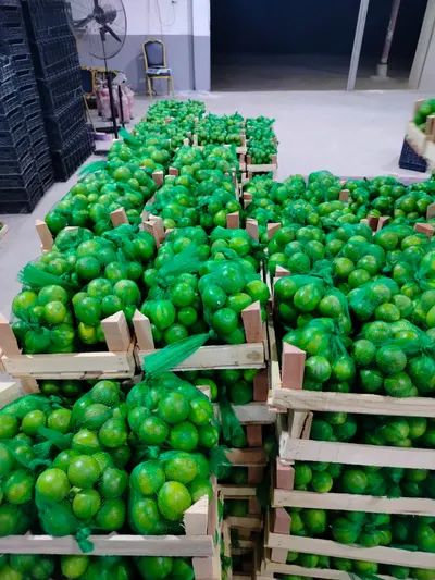 Fresh Export Quality Green Lime - Image 2
