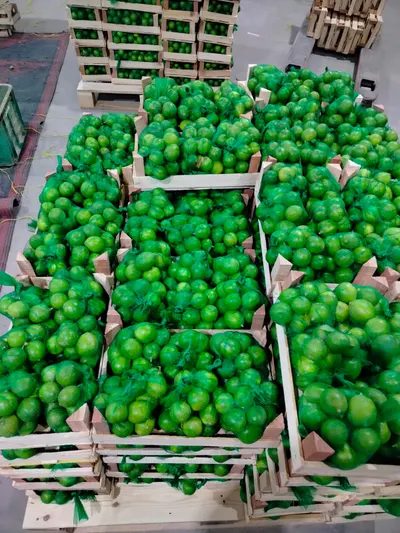 Fresh Export Quality Green Lime by Mahmoud 's Company