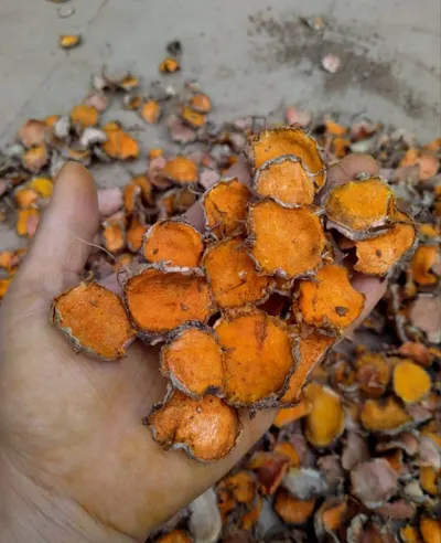 Export Quality Dried Turmeric Slices - Image 2