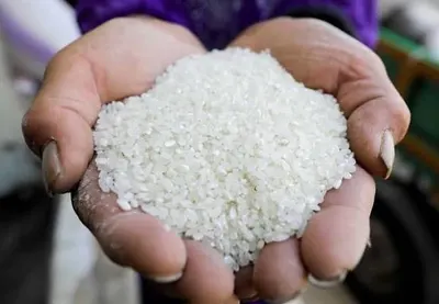 100% Broken rice sortexed and non sortex - Image 2
