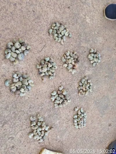 Raw Cashew Nuts KOR 50–52 – Guinea / West Africa Origin
