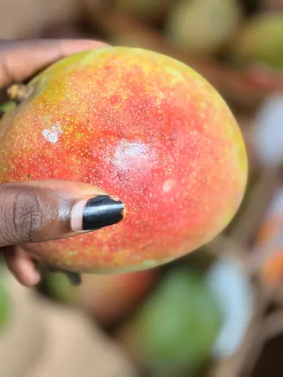 Fresh Kent mangoes from West Africa, export-grade quality, carefully selected, packed in 4 kg cartons, suitable for wholesale, retail distribution and international fresh fruit markets. - Image 2