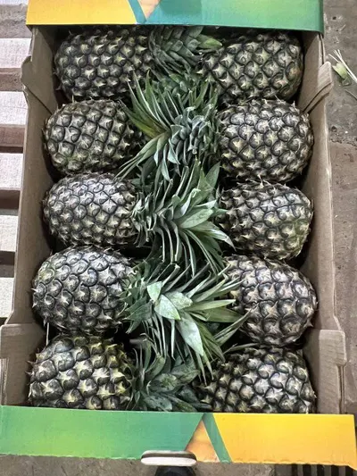 Fresh MD2 Pineapples – Export Grade