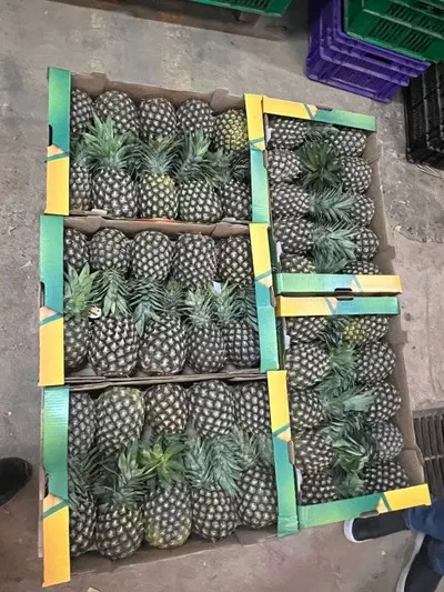Fresh MD2 Pineapples – Export Grade - Image 2
