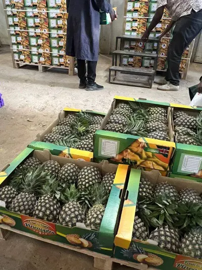 Fresh MD2 Pineapples – Export Grade - Image 3