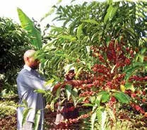 robusta coffee by KING DAVID COFFEE VENTURES (U) LTD.