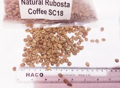 robusta coffee - Image 2