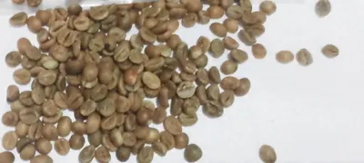 robusta coffee - Image 5