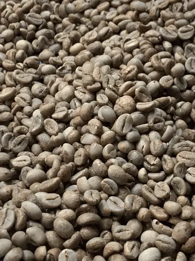 Robusta Green Beans Coffee Grade 1 by Bay Sejahtera Export