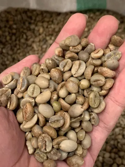 Robusta Green Beans Coffee Grade 1 - Image 2