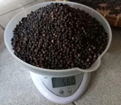 Blackpepper Gl 500-Gl 550 - Image 2