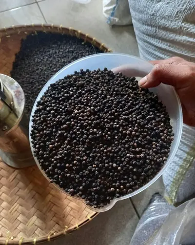 Blackpepper Gl 500-Gl 550
