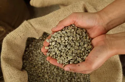 Robusta and Arabica cooffebeans - Image 2