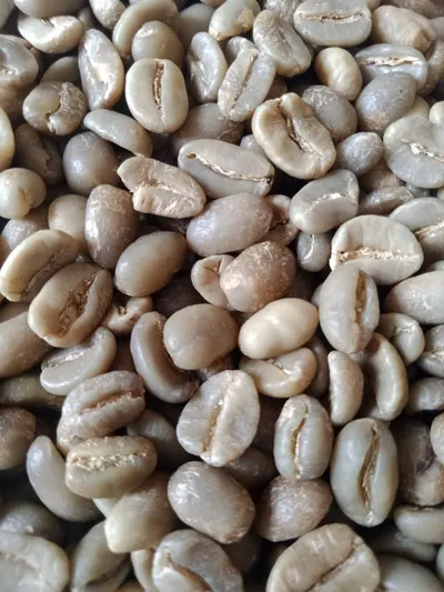 Robusta and Arabica cooffebeans
