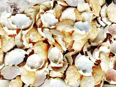 Dried Crab Shell - Image 2