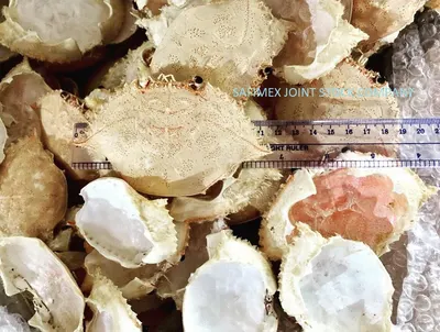Dried Crab Shell - Image 3