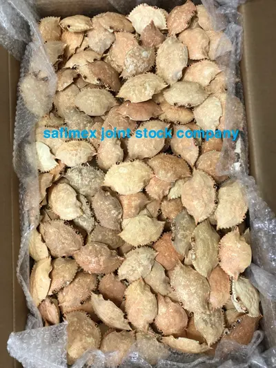 Dried Crab Shell - Image 5