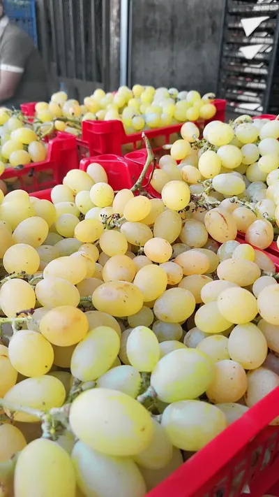 Premium Algerian Fresh Table Grapes – Direct from Origin - Image 4