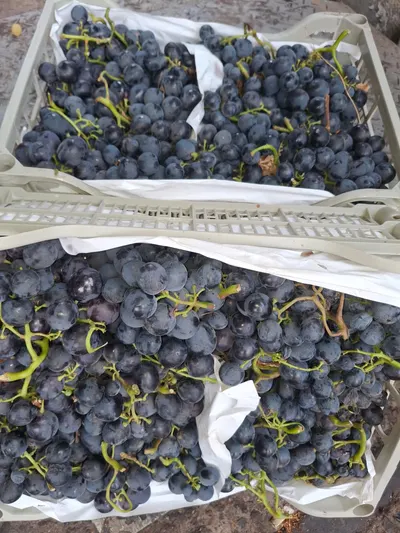 Premium Algerian Fresh Table Grapes – Direct from Origin