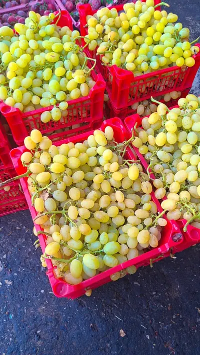 Premium Algerian Fresh Table Grapes – Direct from Origin - Image 5