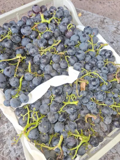 Premium Algerian Fresh Table Grapes – Direct from Origin - Image 2