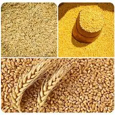 Puma Melon (Hybrid) Seeds by Sunprime International Pte. Ltd.