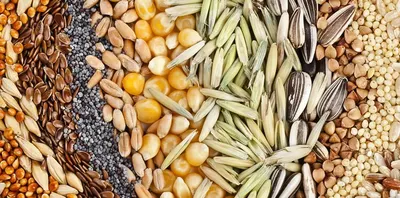 Alfalfa Grass Seeds Medicago Sativa by Neeraj Traders