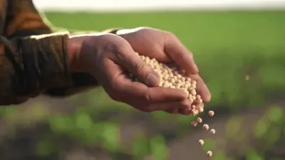 Prity Melon (Hybrid) Seeds by Sunprime International Pte. Ltd.