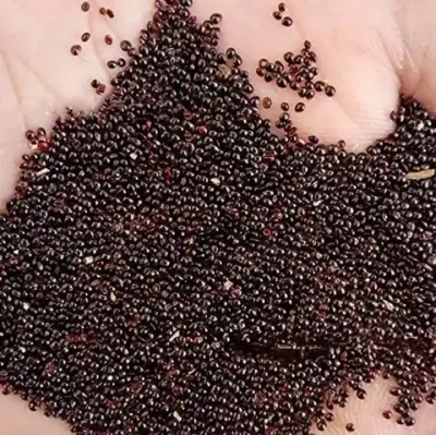 SPML65 Melon (Hybrid) Seeds by Sunprime International Pte. Ltd.