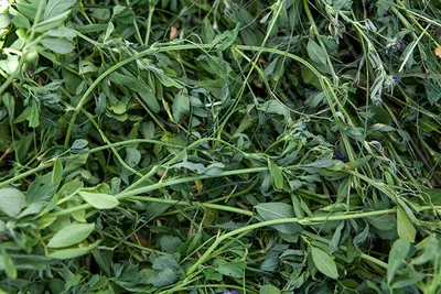 Top Grade Dairy Quality Alfalfa Hay by Sonne Foarms