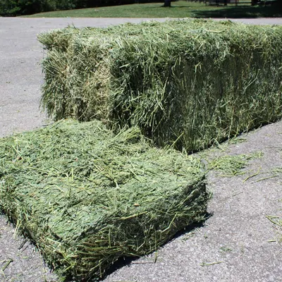 Alfalfa Hay Bales by Tarbigem