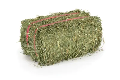 Alfalfa Hay by Astron International Global Holding Ou