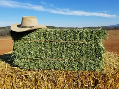Alfalfa hay by Aruhaz Cvaj Kft