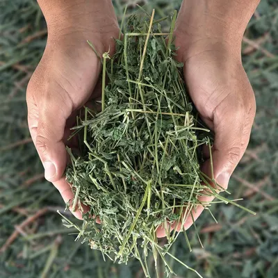 Alfalfa Hay Animal Feed by Arko Trade Investment (PTY) Ltd